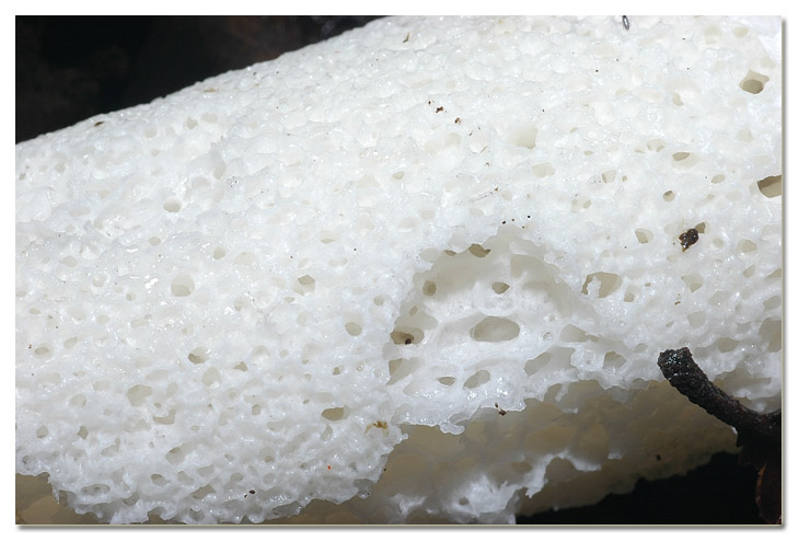 Tra i boschi di Cerveteri