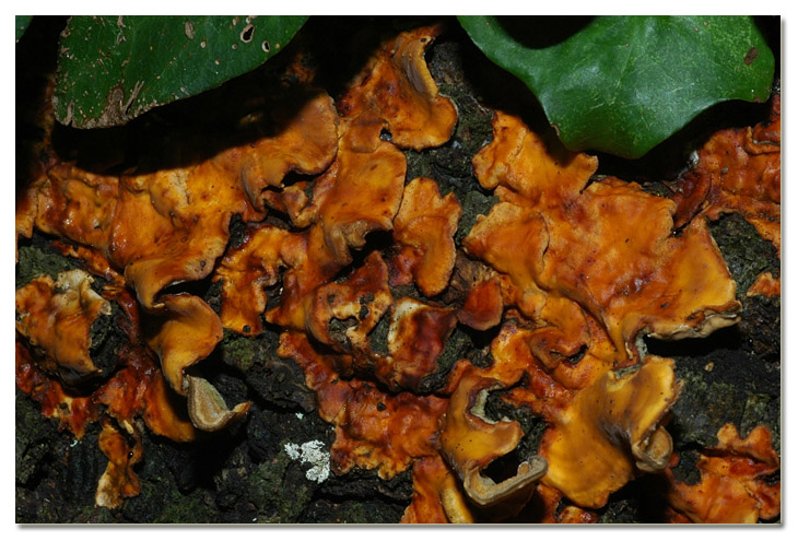 Tra i boschi di Cerveteri