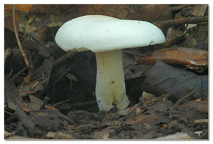 Tra i boschi di Cerveteri