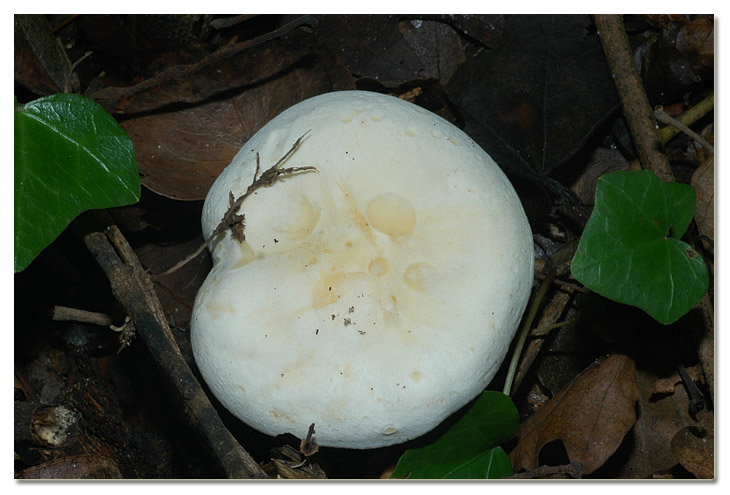 Tra i boschi di Cerveteri