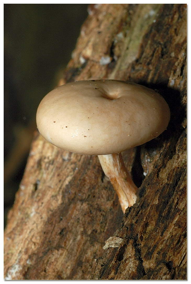 Tra i boschi di Cerveteri