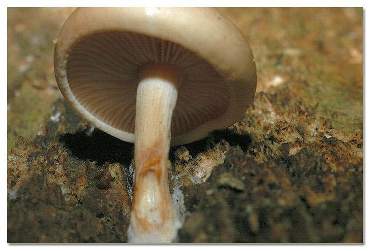 Tra i boschi di Cerveteri