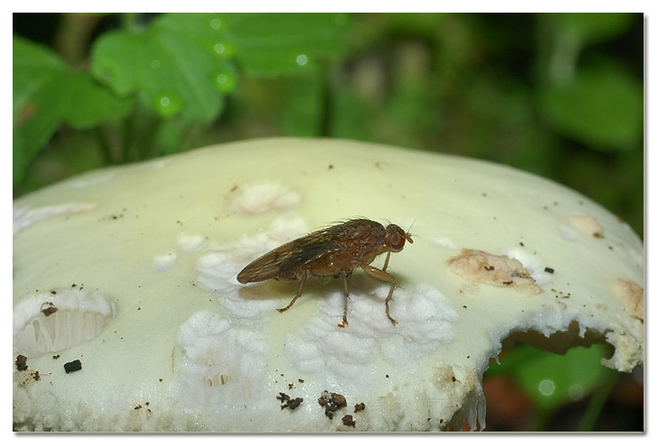 Tra i boschi di Cerveteri