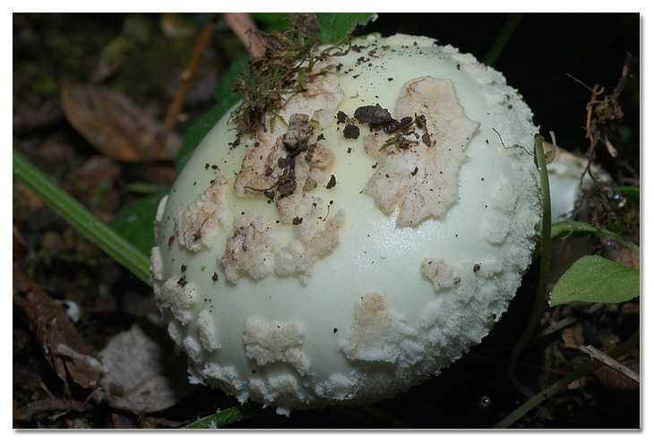 Tra i boschi di Cerveteri