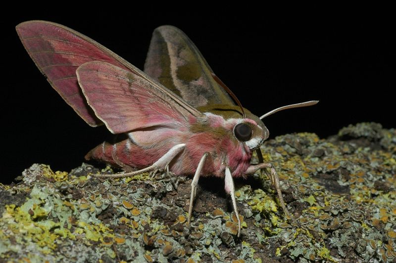 Hyles euphorbiae bruco