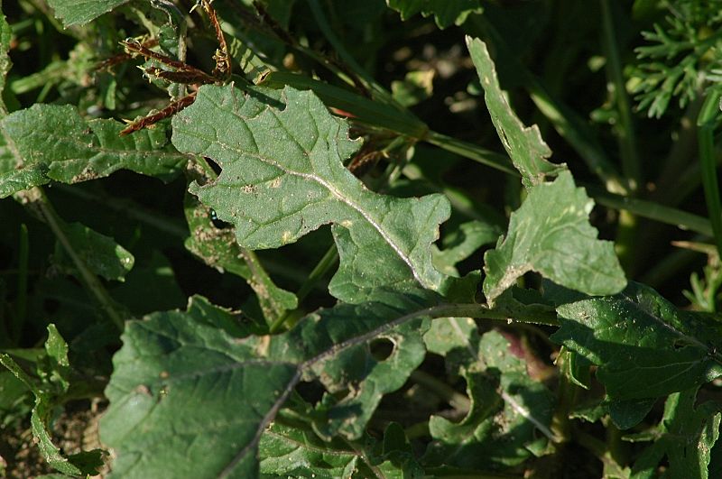 Diplotaxis erucoides