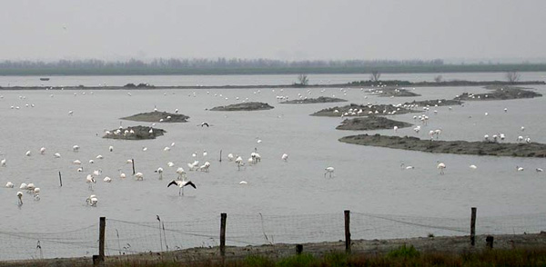 Fenicotteri nel Delta del Po