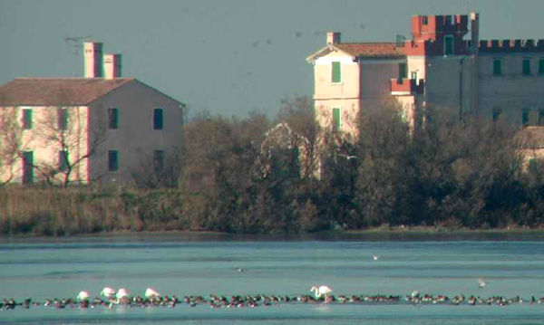 Fenicotteri nel Delta del Po