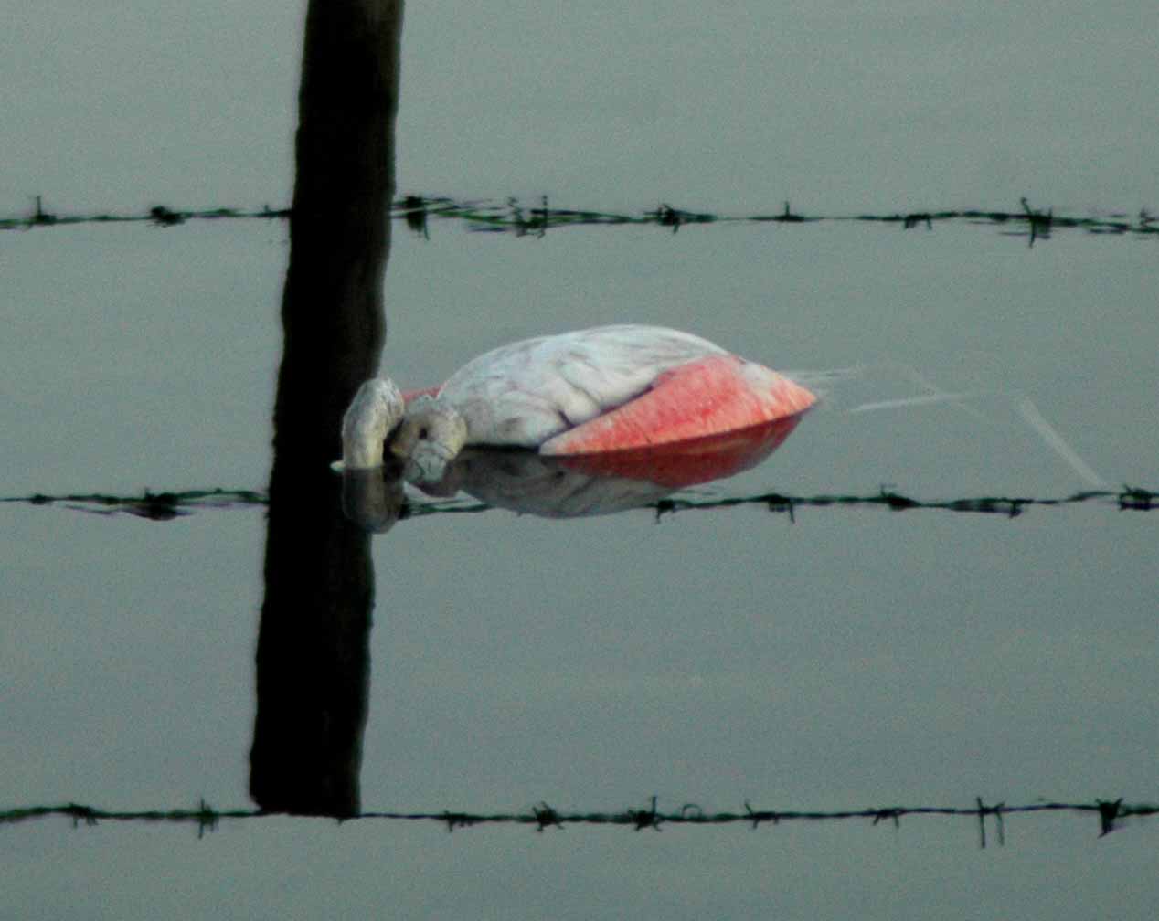 Fenicotteri nel Delta del Po