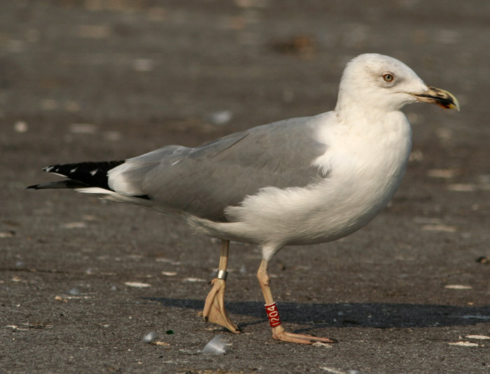 Gabbiano reale (Larus michahellis) a Chioggia