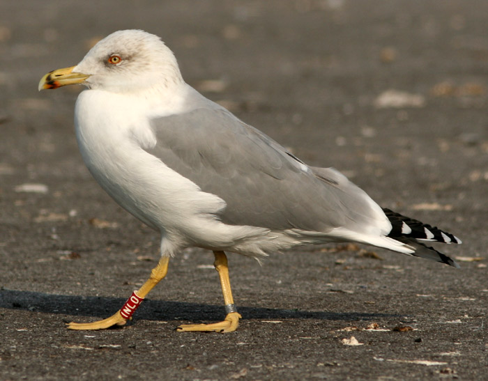 Gabbiano reale (Larus michahellis) a Chioggia