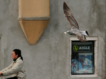 Fotostoria a Chioggia (Ve) Gabbiani reali - che altro sennò?