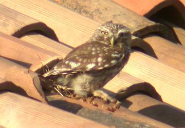 Civetta comune - Athene noctua