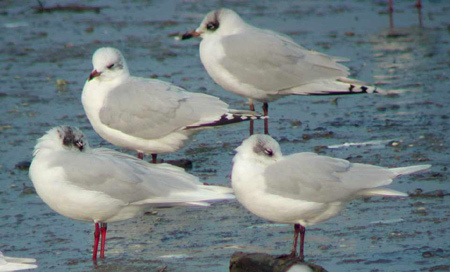 Cercasi Immagini Avifauna