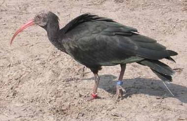 Ibis eremita! Geronticus eremita