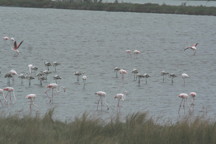 Fenicotteri nel Delta del Po