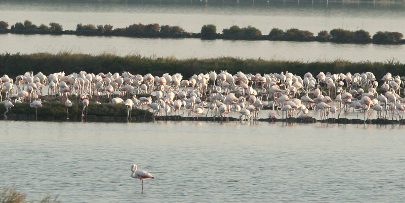 Fenicotteri nel Delta del Po