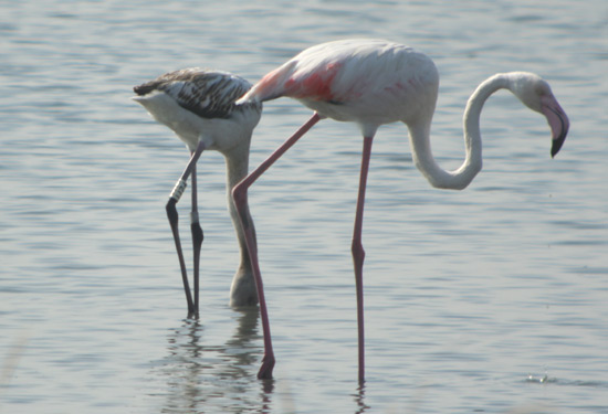 Fenicotteri nel Delta del Po