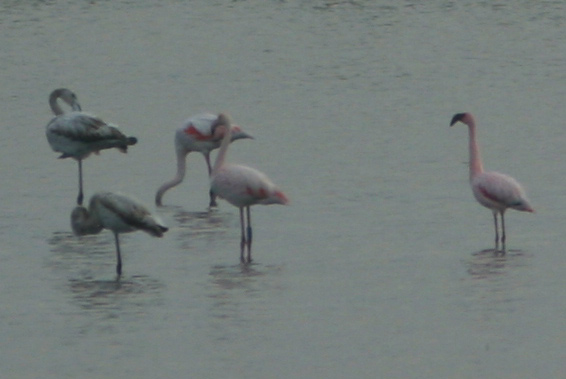 Fenicottero minore (Phoenicopterus minor) nel Delta del Po