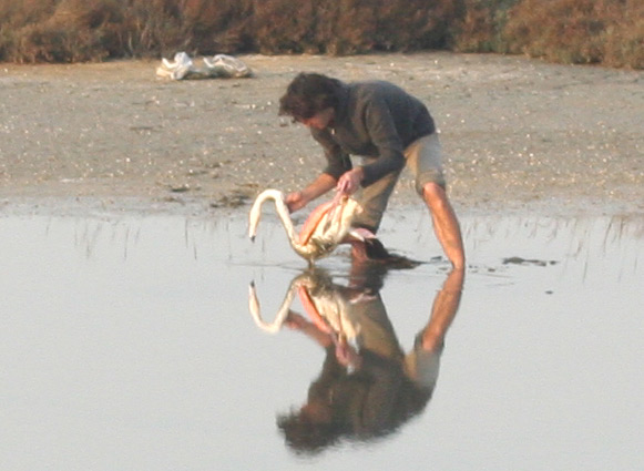 Fenicotteri nel Delta del Po