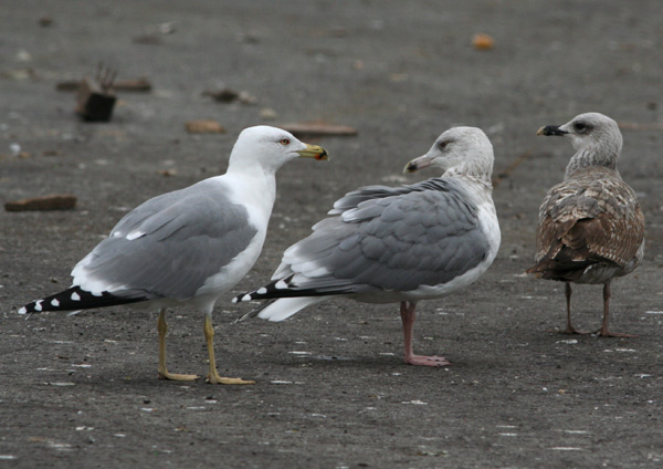 Fotoquiz: gabbiani da identificare