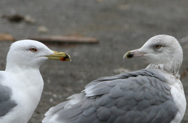 Fotoquiz: gabbiani da identificare