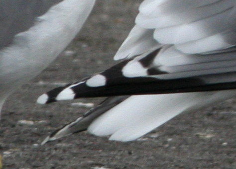 Fotoquiz: gabbiani da identificare