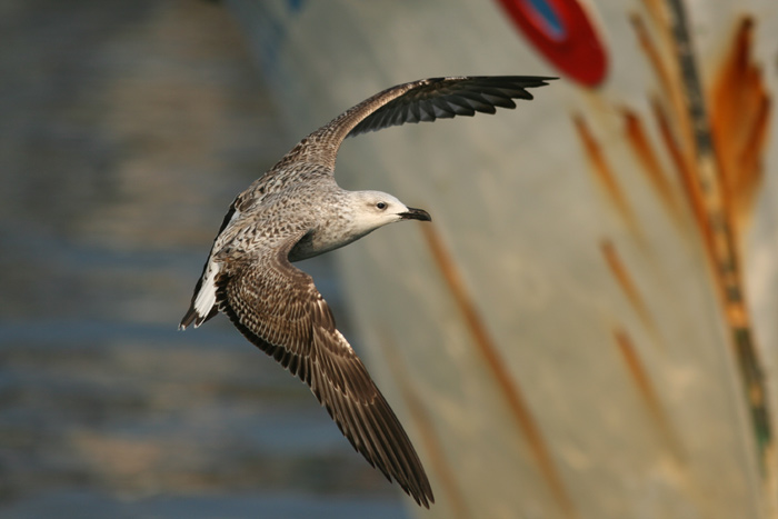 Gabbiano reale (Larus michahellis) a Chioggia