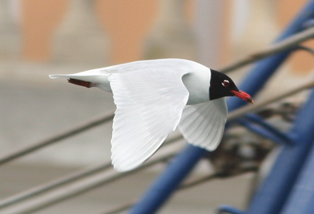 Gabbiano corallino - Larus melanocephalus