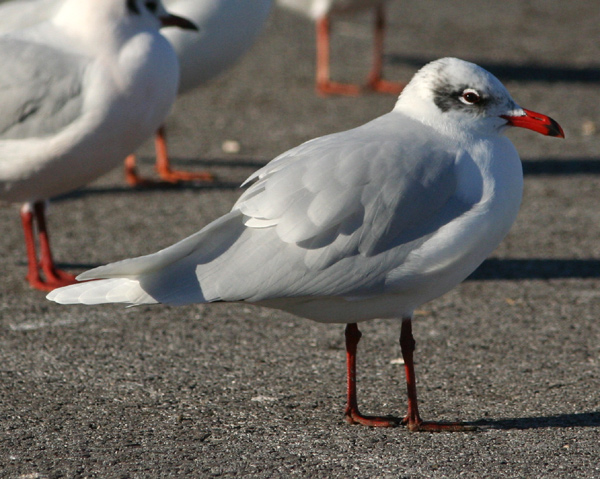 Gabbiano corallino - Larus melanocephalus