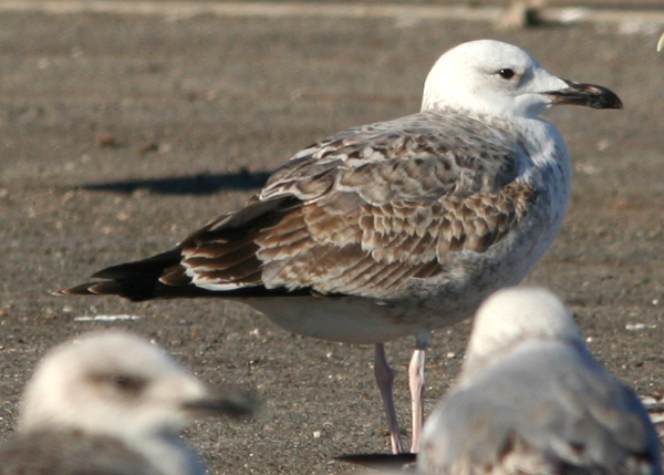 Gabbiano pontico (Larus cachinnans) a Chioggia