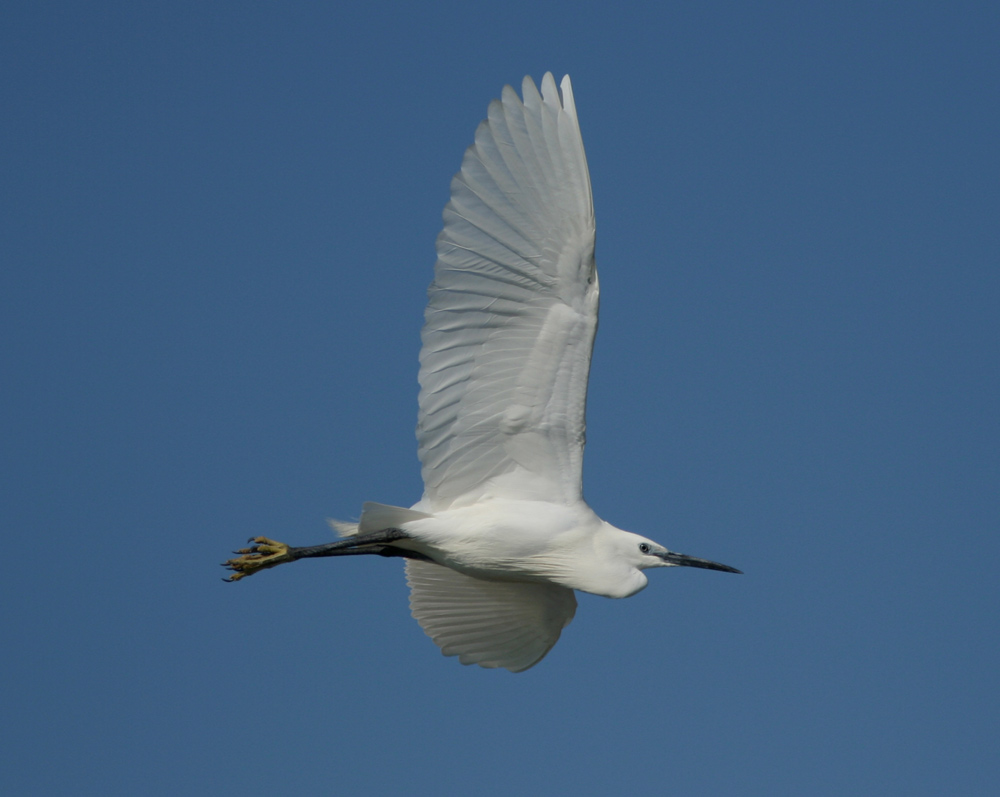Garzetta (Egretta garzetta) in volo