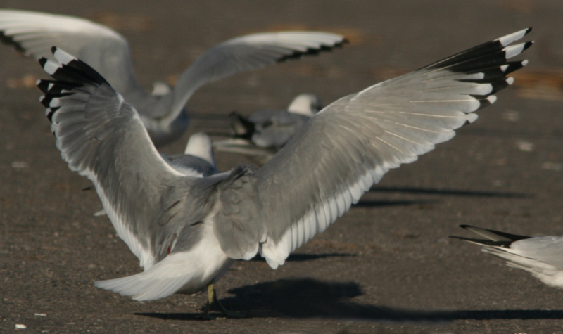 Penuria di Gavine (Larus canus)