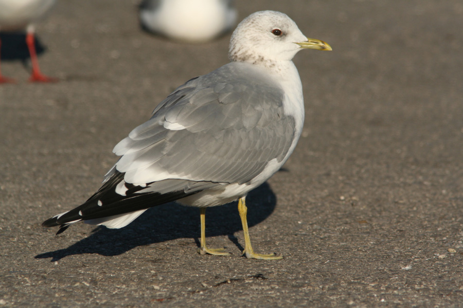 Penuria di Gavine (Larus canus)