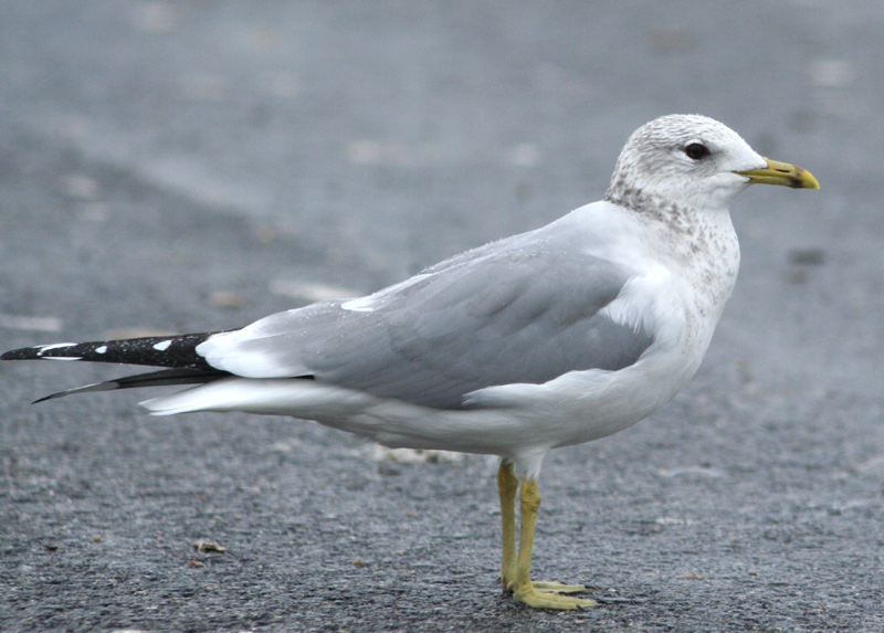 Penuria di Gavine (Larus canus)