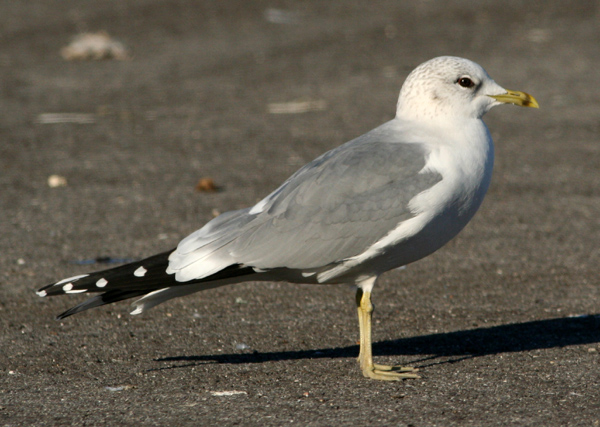 Penuria di Gavine (Larus canus)