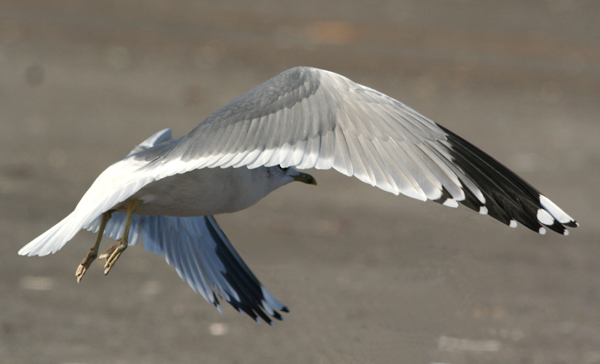 Penuria di Gavine (Larus canus)