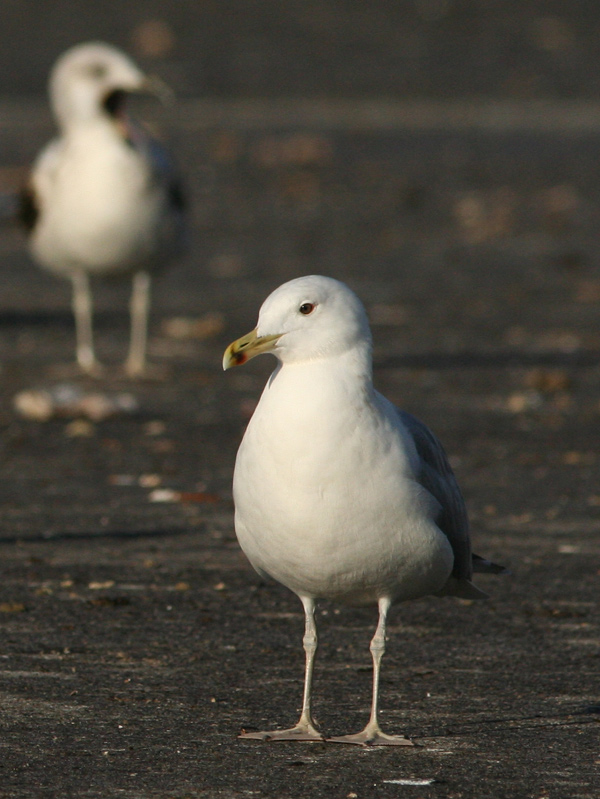 Gabbiano pontico (Larus cachinnans) a Chioggia