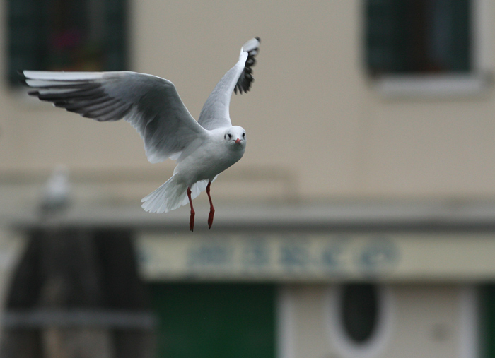 Gabbiano comune - Chroicocephalus (ex Larus) ridibundus a Chioggia