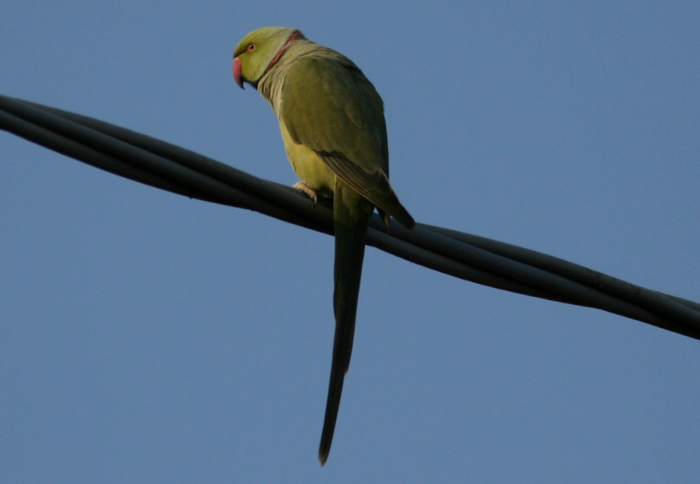 Parrocchetto dal collare (Psittacula krameri), Delta del Po
