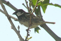 Passera mattugia Passer montanus -  Si discute di Ploceidae.