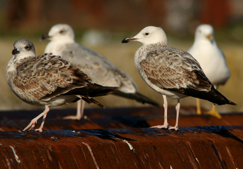 Gabbiani pontici (Larus cachinnans)