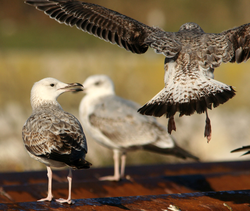 Gabbiani pontici (Larus cachinnans)
