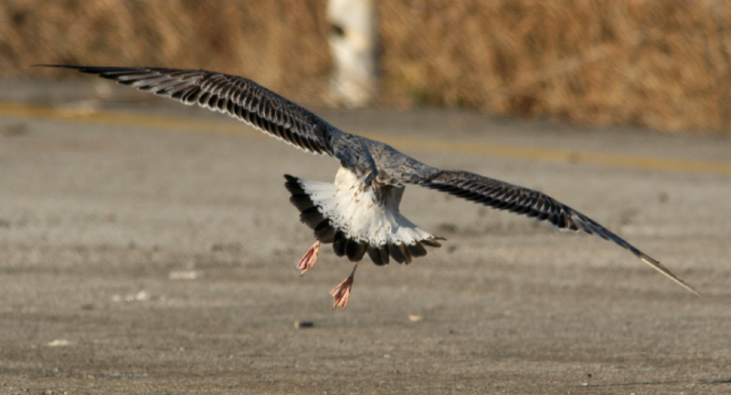 Gabbiani pontici (Larus cachinnans)