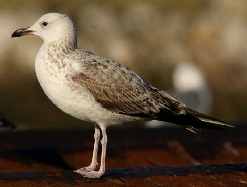 Gabbiani pontici (Larus cachinnans)