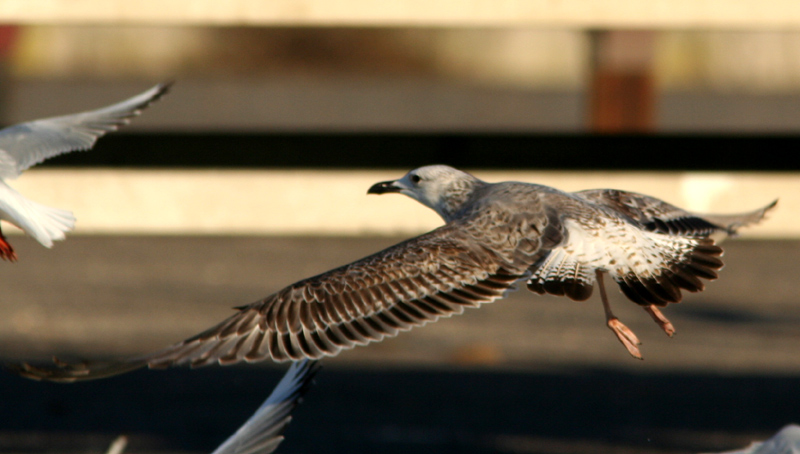 Gabbiani pontici (Larus cachinnans)