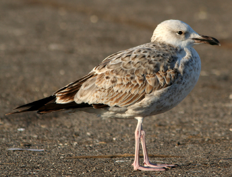 Gabbiani pontici (Larus cachinnans)