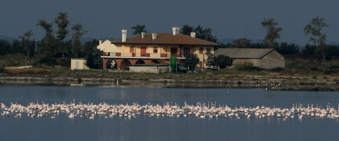 Fenicotteri nel Delta del Po