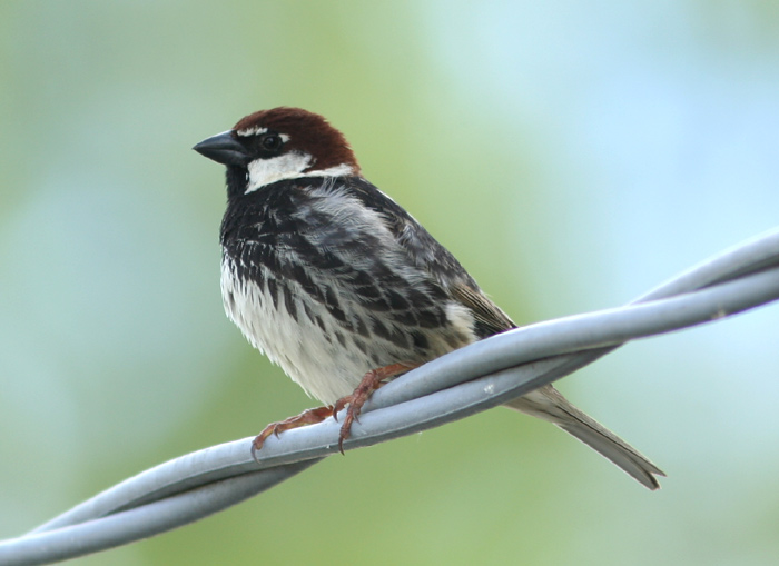 Passera mattugia Passer montanus -  Si discute di Ploceidae.