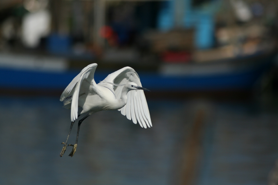 Garzetta (Egretta garzetta) in volo
